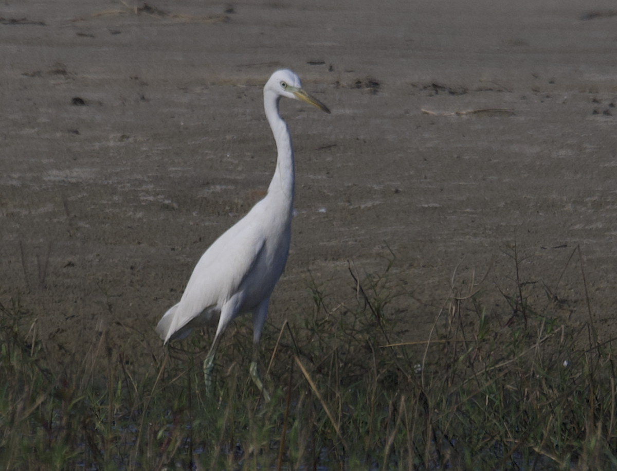Chinese Egret - ML647511108