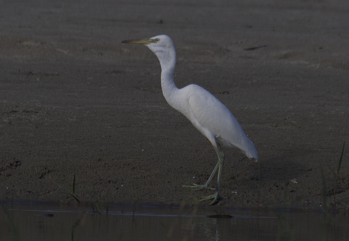 Chinese Egret - ML647511109