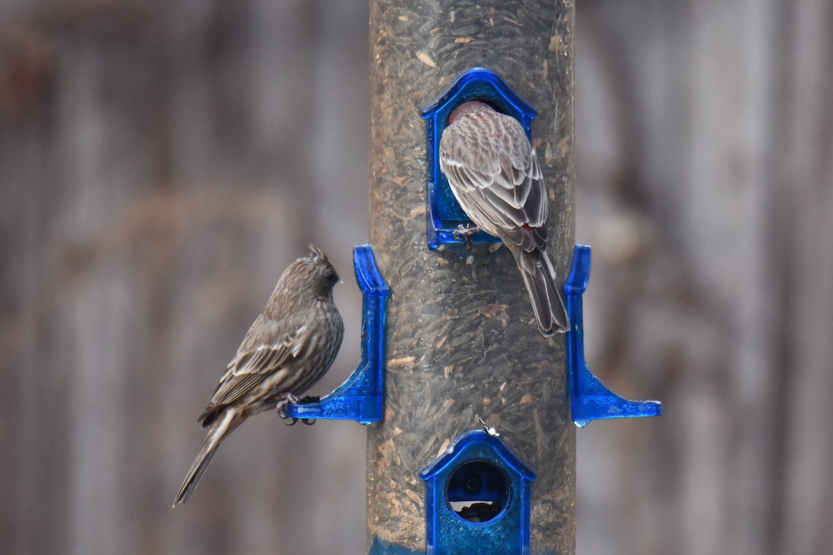 Roselin familier - ML647511110