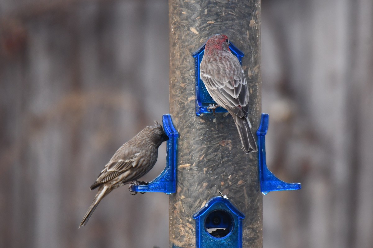 Roselin familier - ML647511111