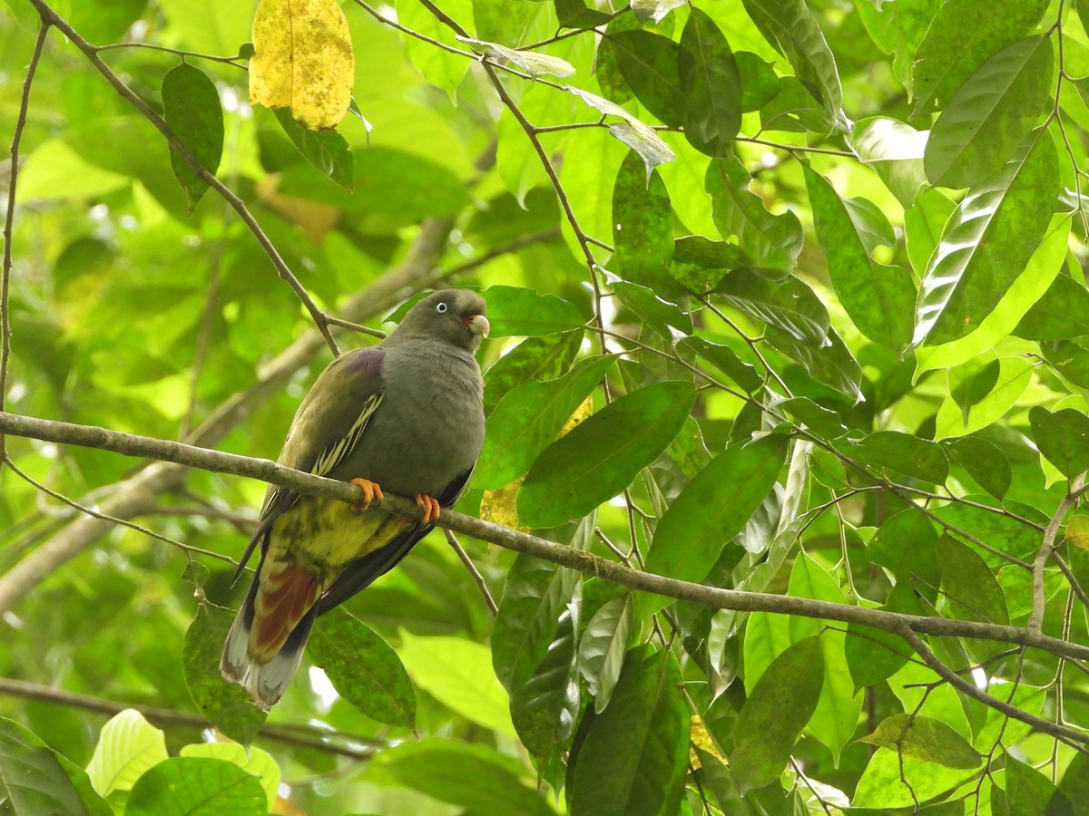Sao Tome Green-Pigeon - ML647511113