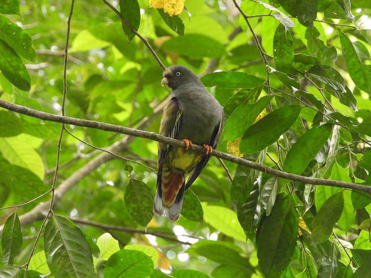 Sao Tome Green-Pigeon - ML647511114