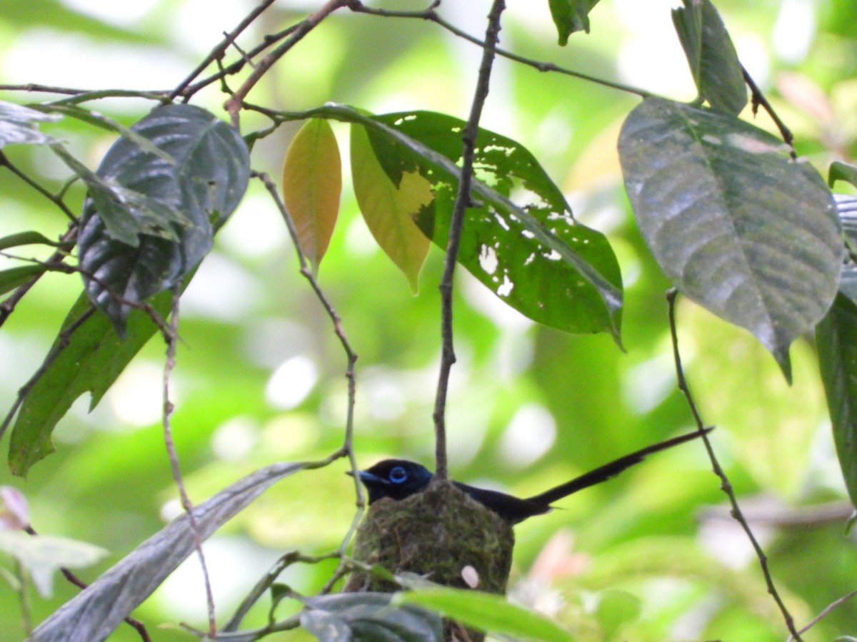 Sao Tome Green-Pigeon - ML647511115