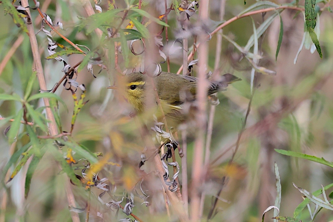 Tickell Çıvgını (occisinensis) - ML647511116