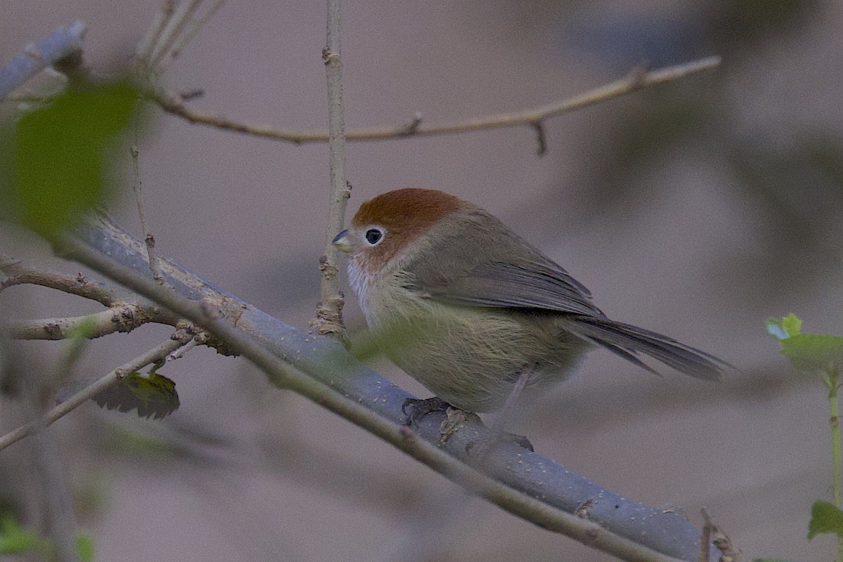 Eye-ringed Parrotbill - ML647511124