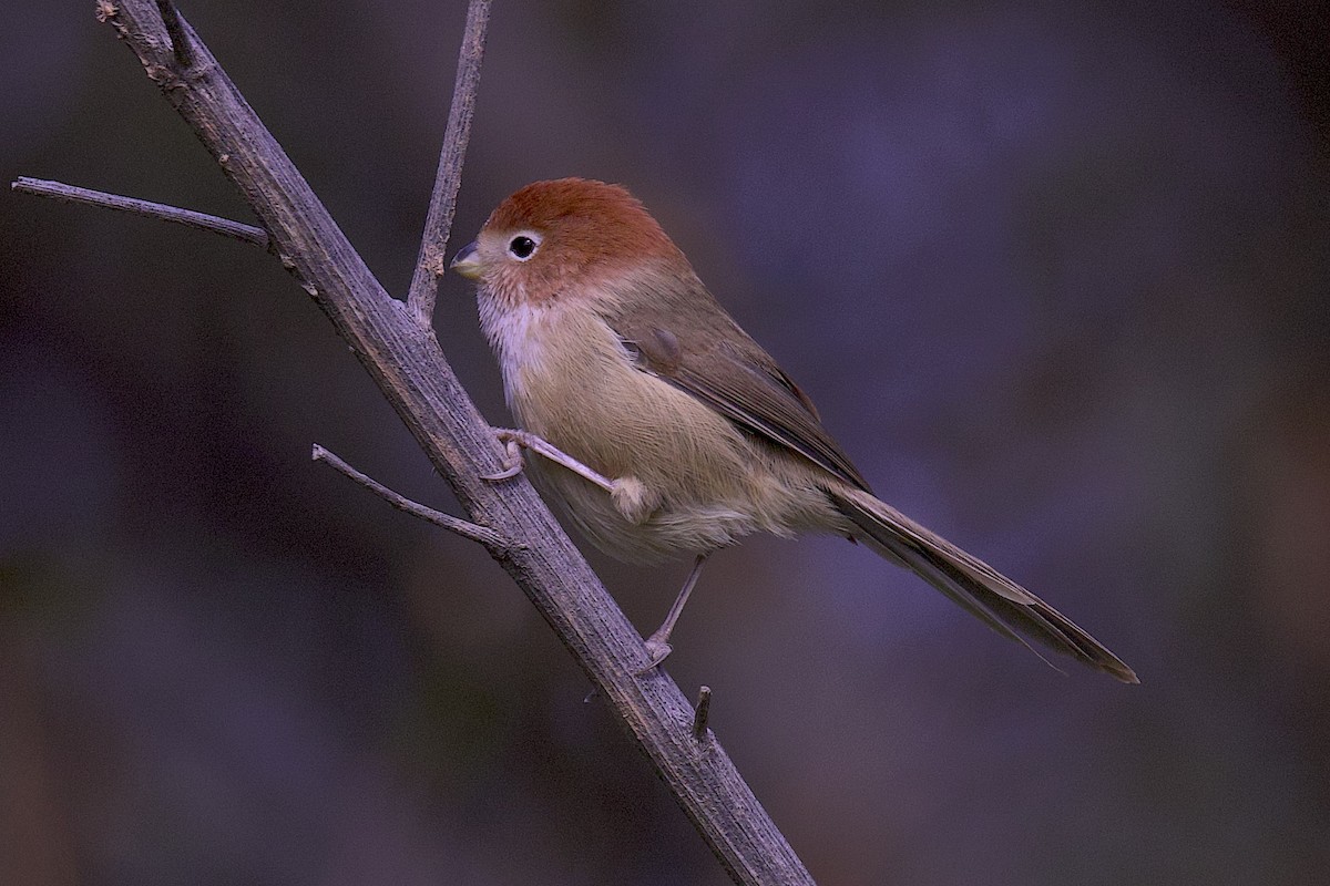Eye-ringed Parrotbill - ML647511125