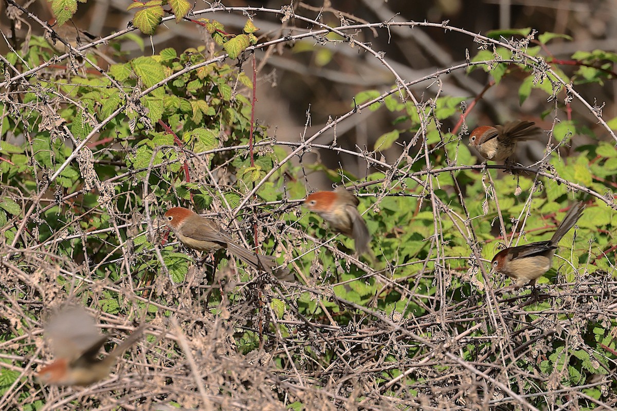 Eye-ringed Parrotbill - ML647511126
