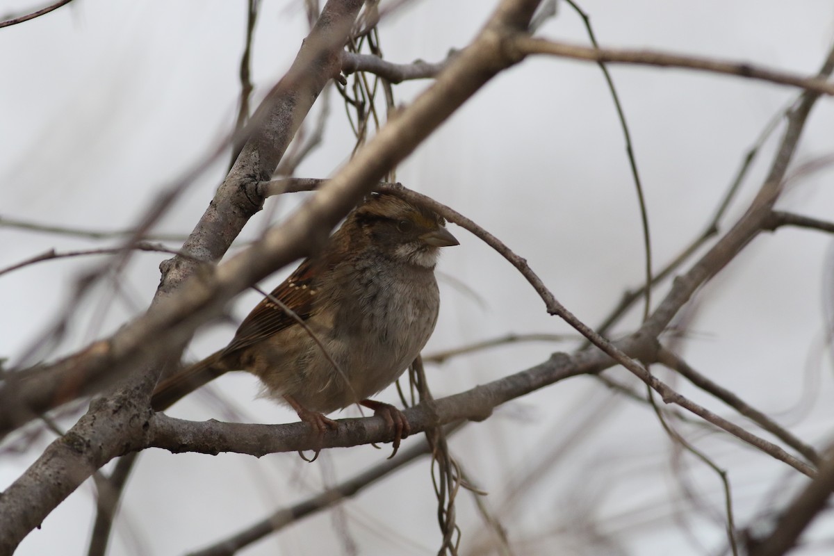 White-throated Sparrow - ML647511128