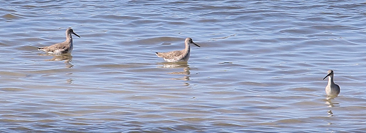 Willet - ML647511129