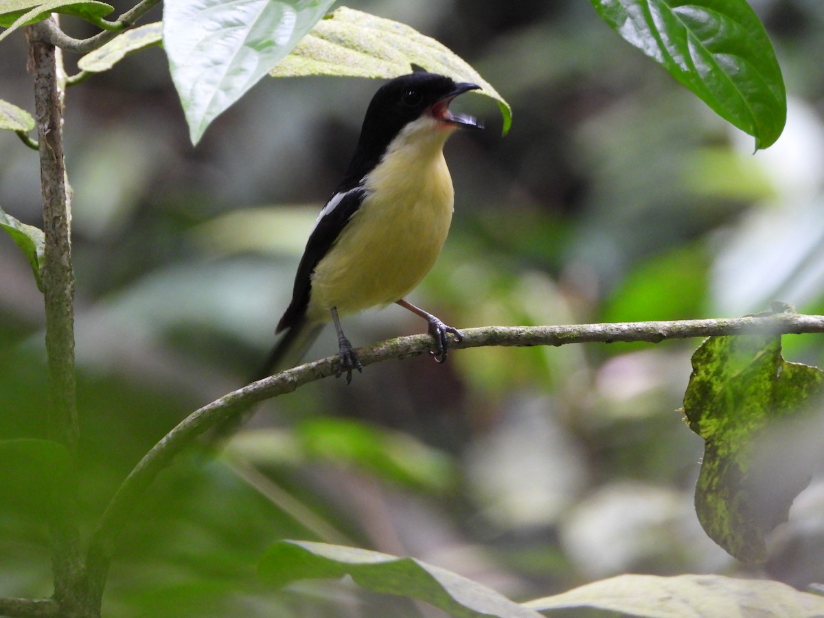 Newton's Fiscal - ML647511132