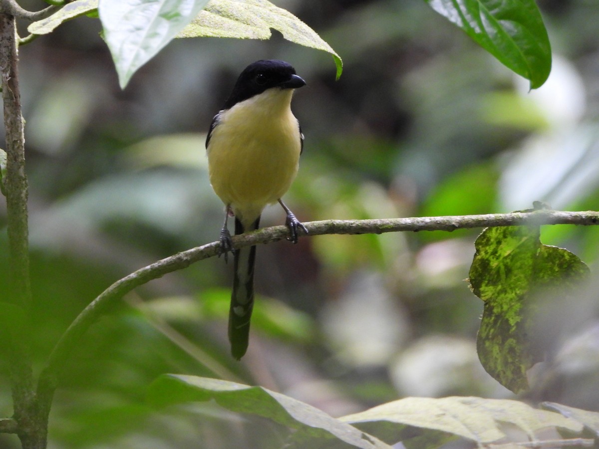 Newton's Fiscal - ML647511133