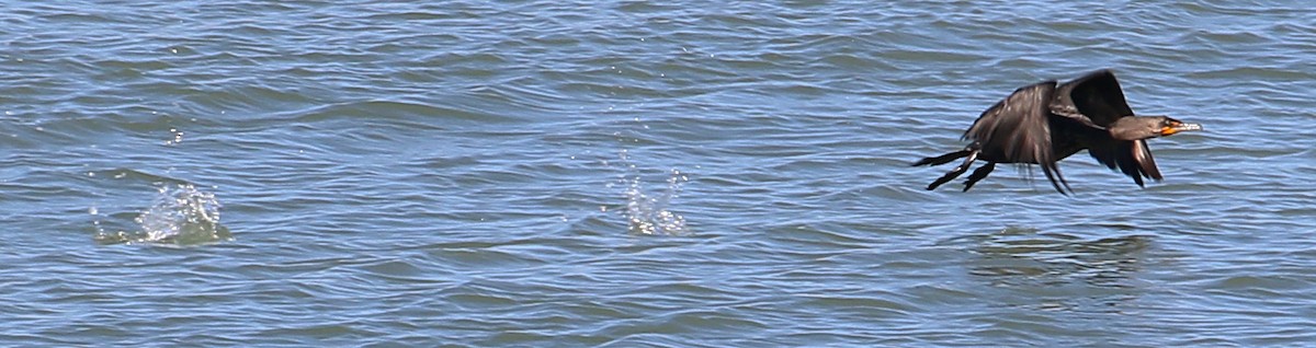 Double-crested Cormorant - ML647511135