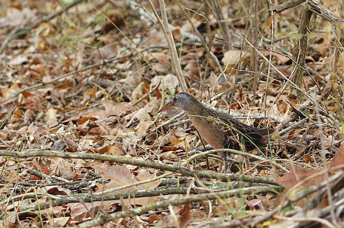 Virginia Rail - ML647511137
