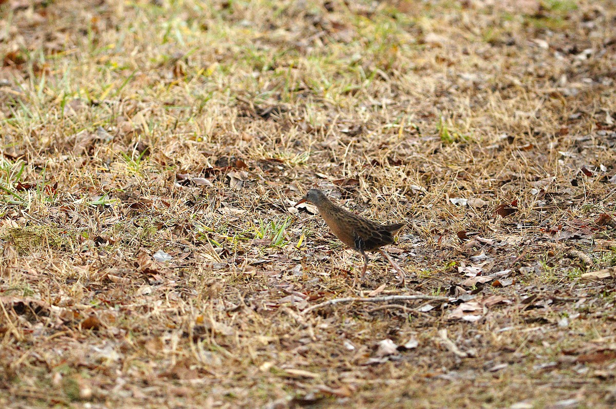 Virginia Rail - ML647511138
