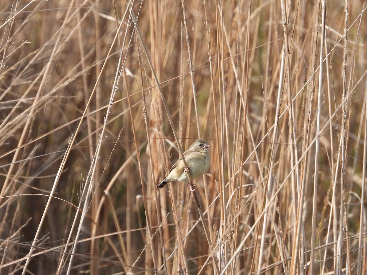 Red Avadavat - ML647511139