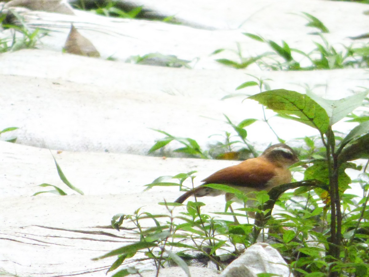 Pale-legged Hornero - ML647511140