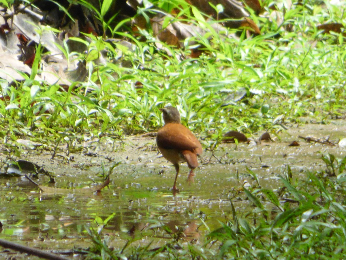 Pale-legged Hornero - ML647511141