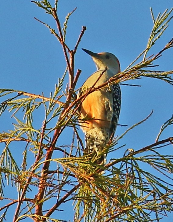 Red-bellied Woodpecker - ML647511143