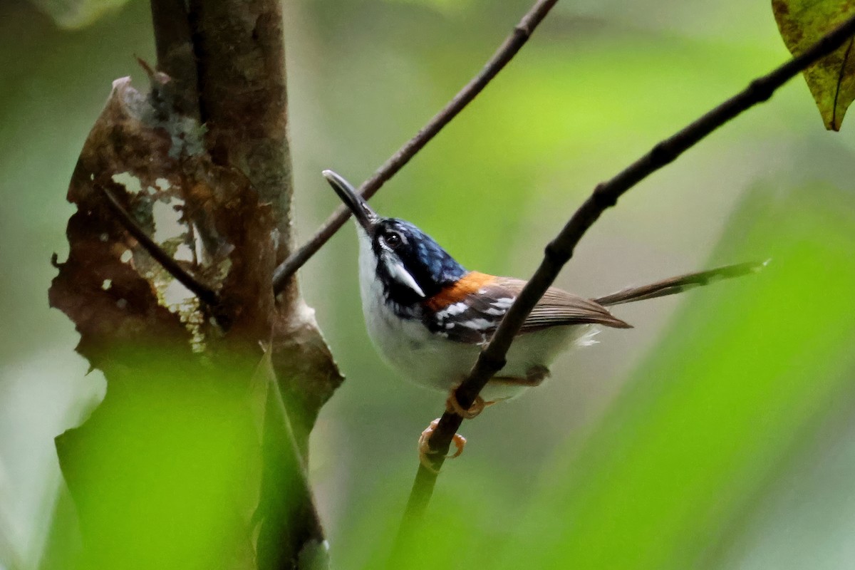 Wallace's Fairywren - ML647511144