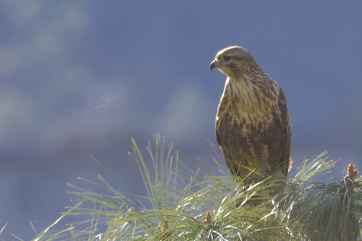 Himalayan Buzzard - ML647511145