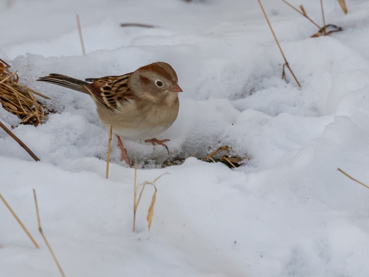 Field Sparrow - ML647511146