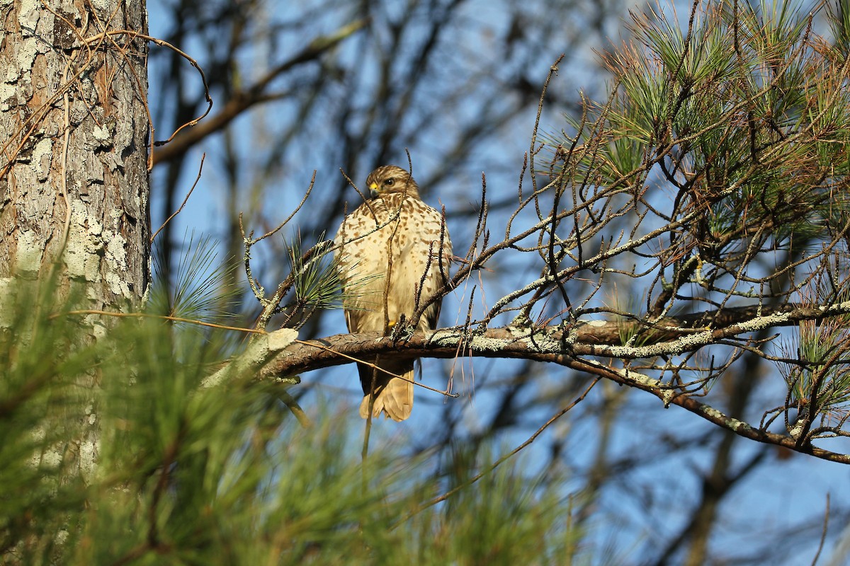 Red-shouldered Hawk - ML647511147
