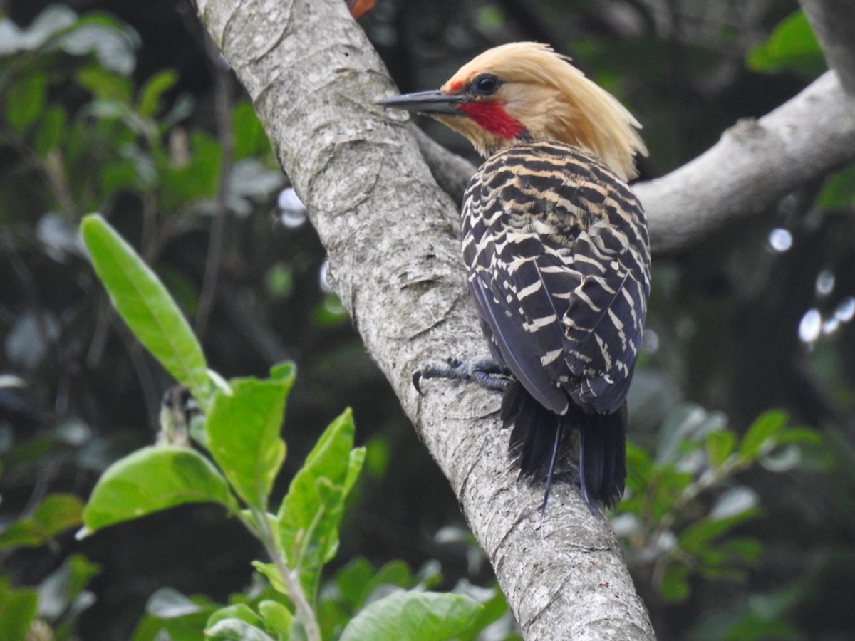 Blond-crested Woodpecker - ML647511148