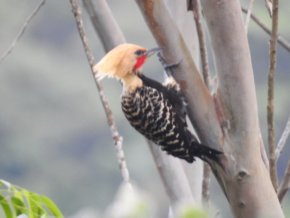 Blond-crested Woodpecker - ML647511149