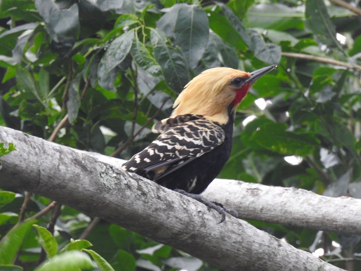 Blond-crested Woodpecker - ML647511150