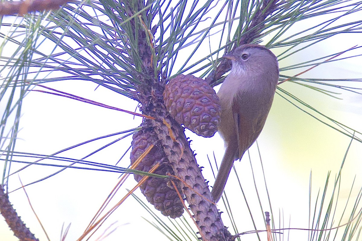 Spectacled Fulvetta - ML647511151