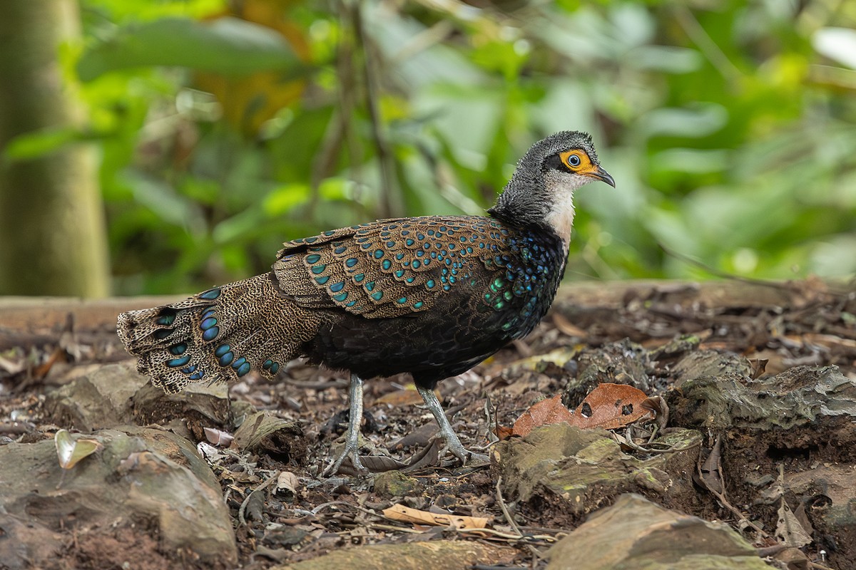 Bornean Peacock-Pheasant - ML647511152