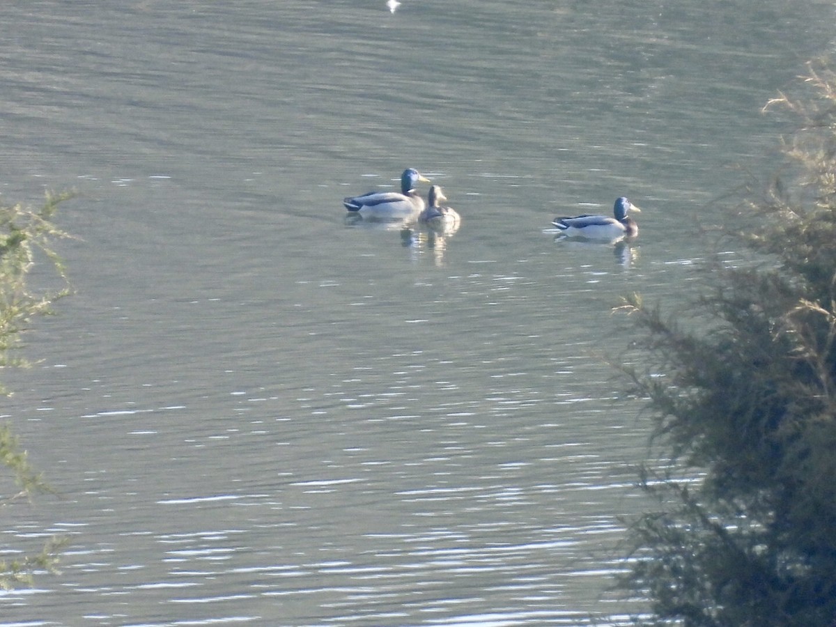 Mallard - ML647511154