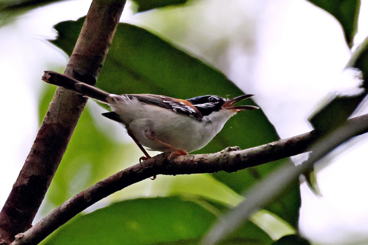 hnědáček bělobřichý - ML647511158