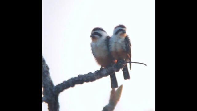 Сокіл-карлик червононогий - ML647511162