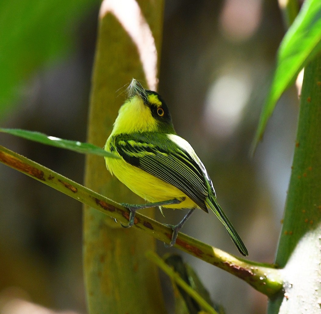 Gray-headed Tody-Flycatcher - ML647511170