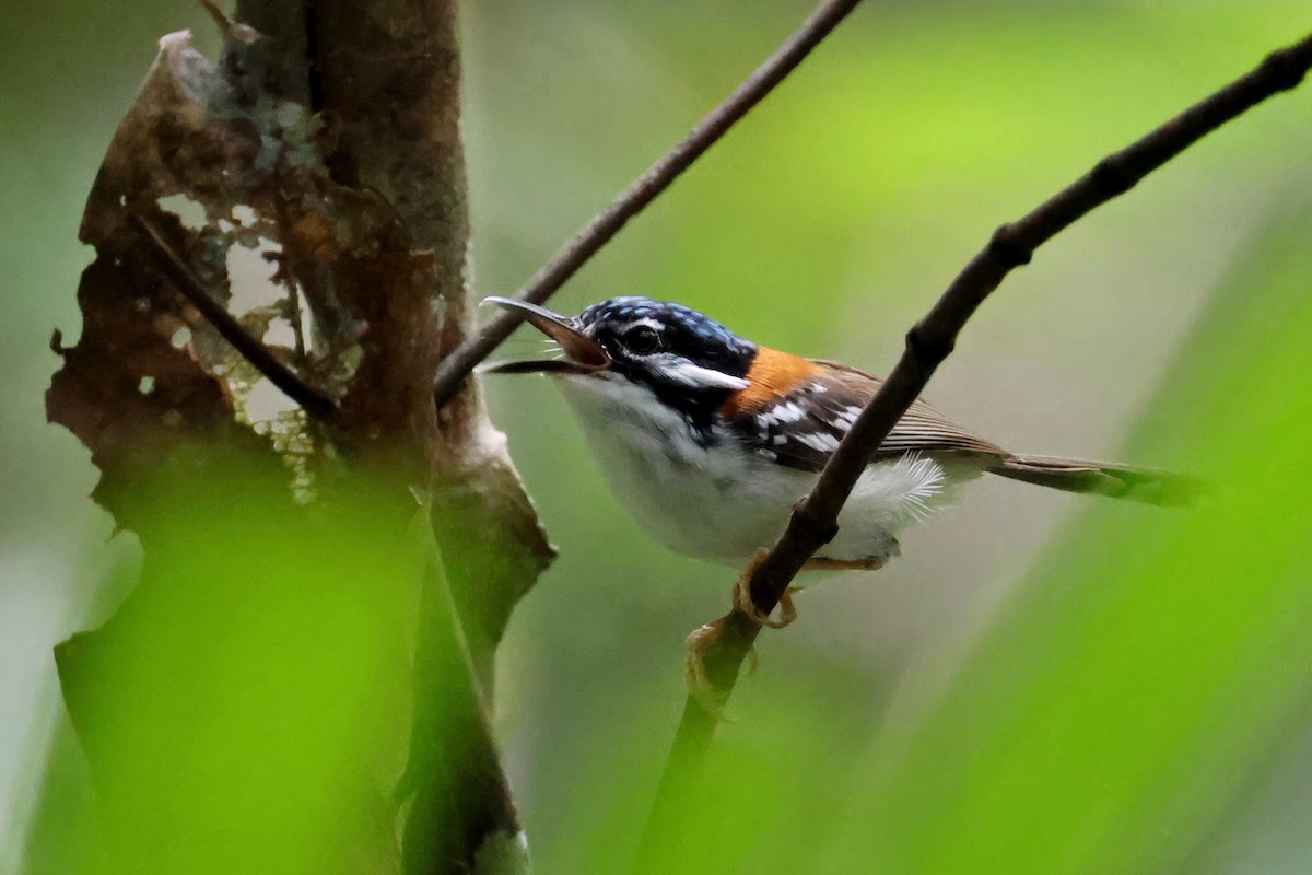 hnědáček bělobřichý - ML647511174