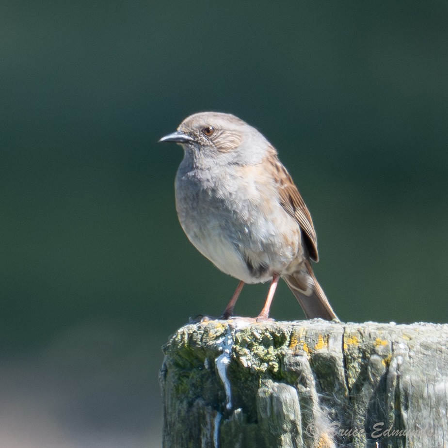 Dunnock - ML647511175