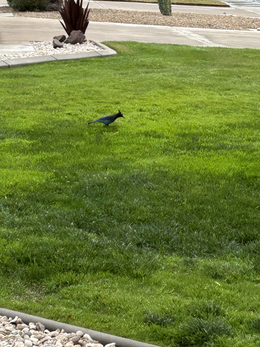 Steller's Jay - ML647511199