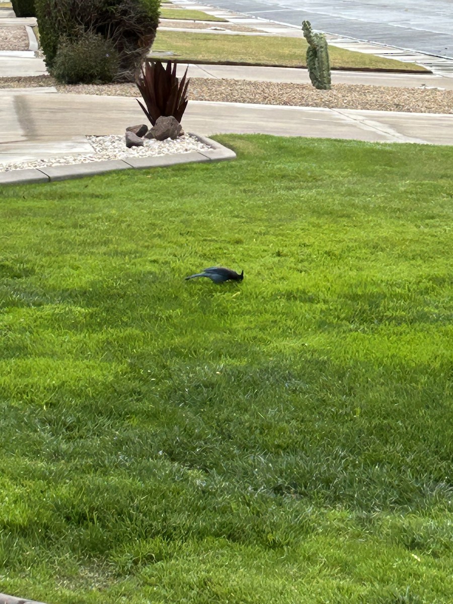 Steller's Jay - ML647511200