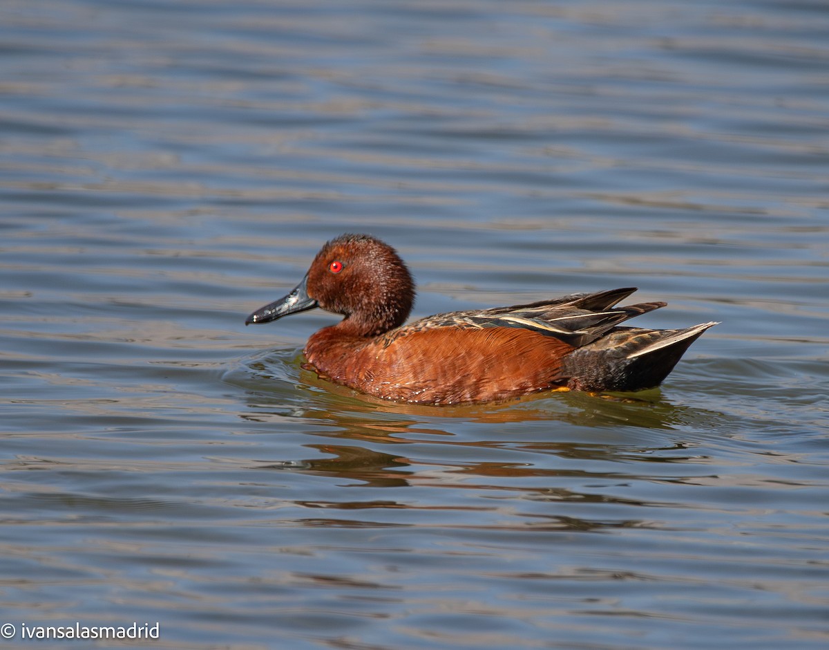 Чирянка руда - ML647511220