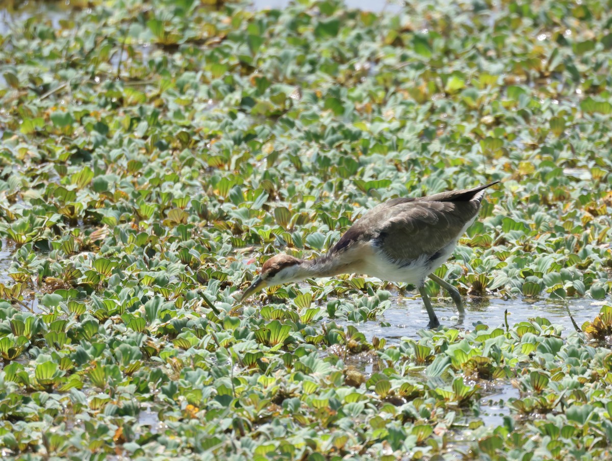 Jacana à longue queue - ML647511231