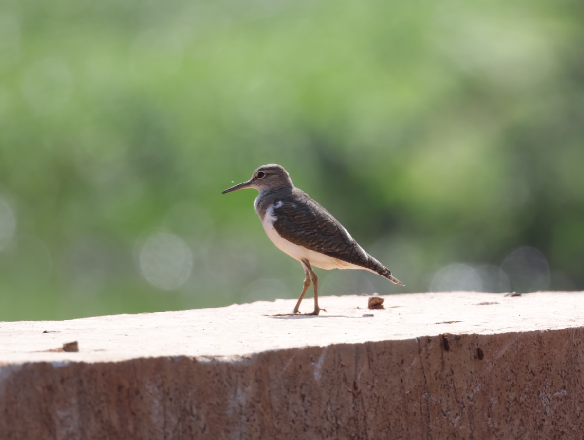 Набережник палеарктичний - ML647511242