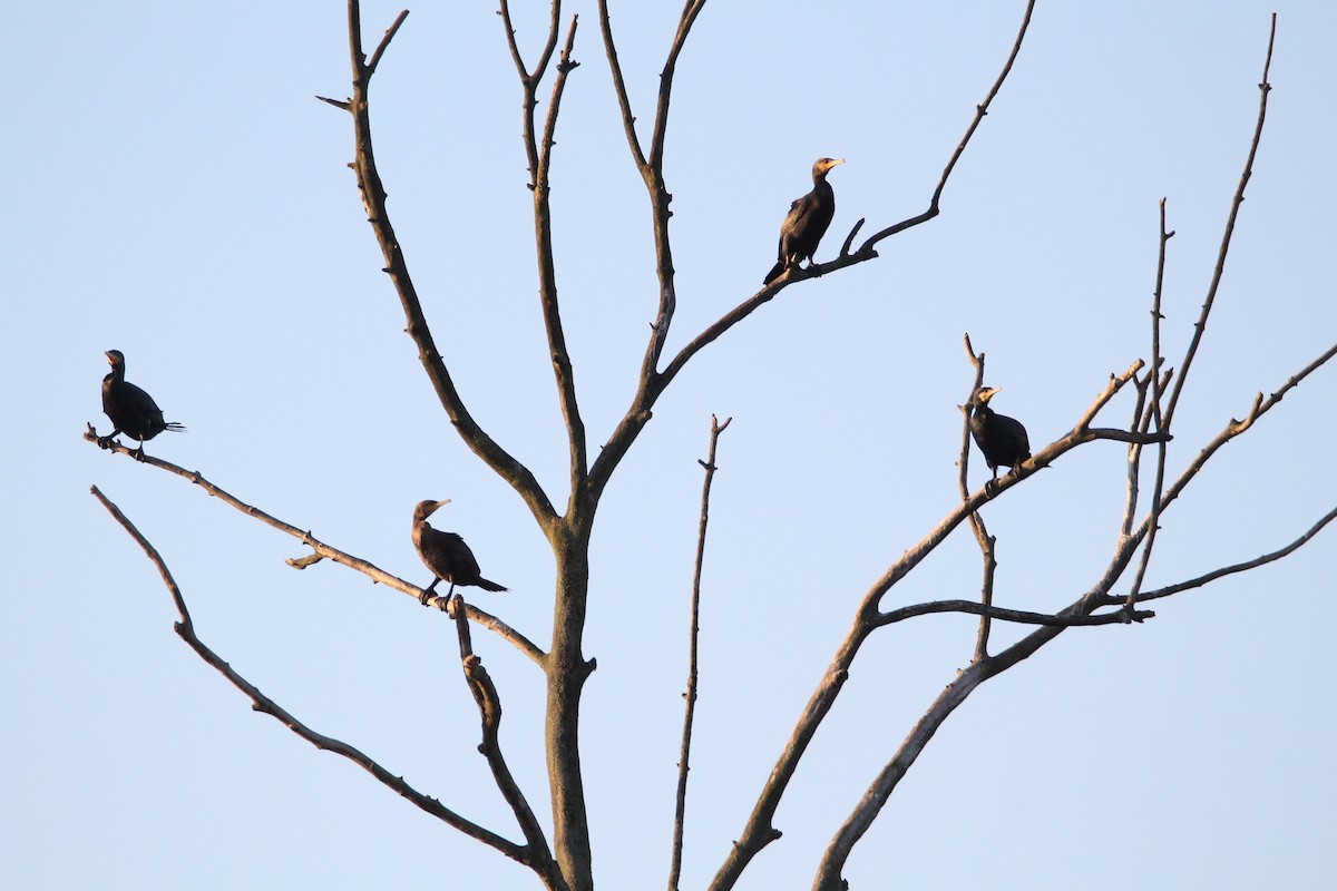 Баклан великий - ML647511243