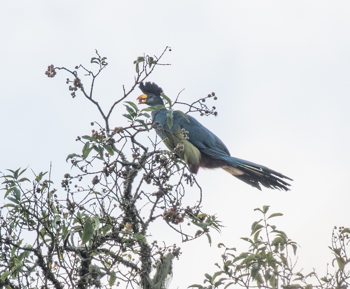 Турако блакитний - ML647511244