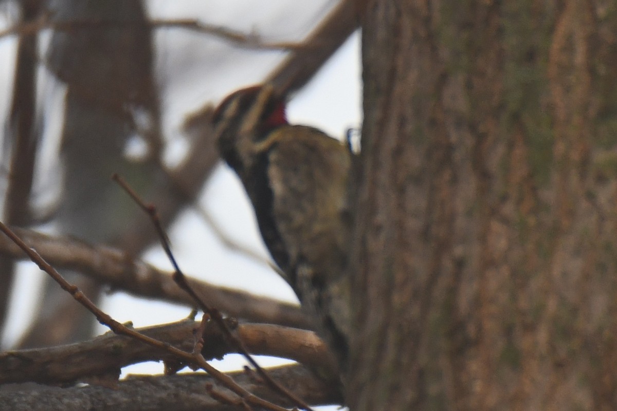 Дятел-смоктун жовточеревий - ML647511246