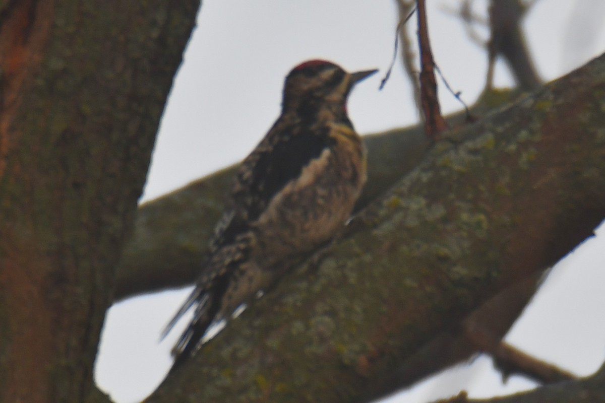 Дятел-смоктун жовточеревий - ML647511247