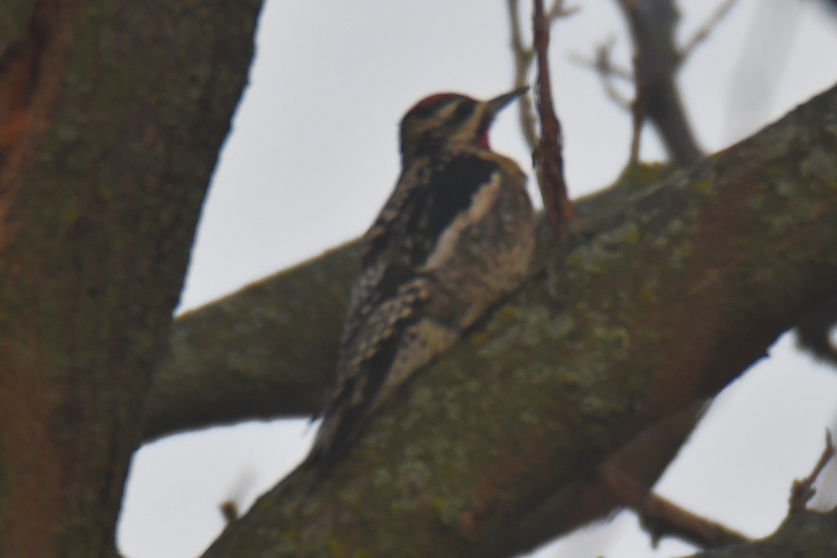 Дятел-смоктун жовточеревий - ML647511248