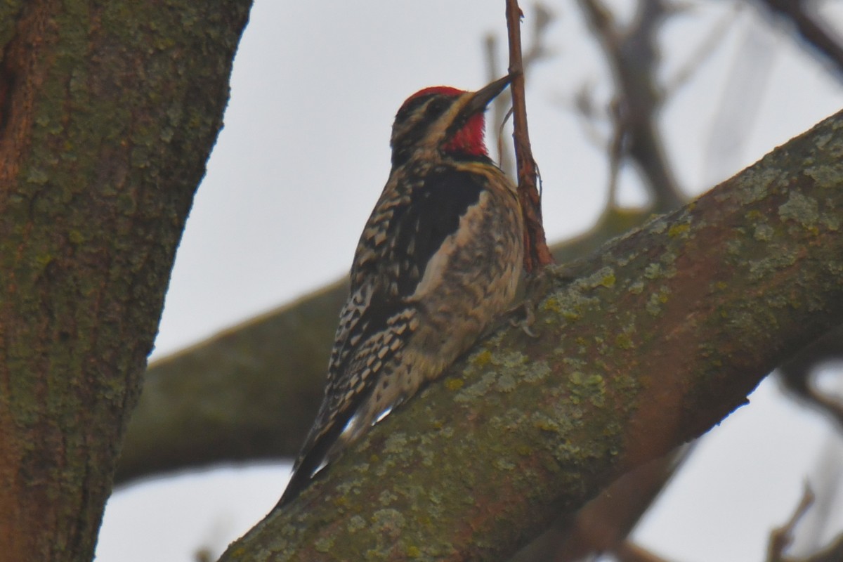 Дятел-смоктун жовточеревий - ML647511249