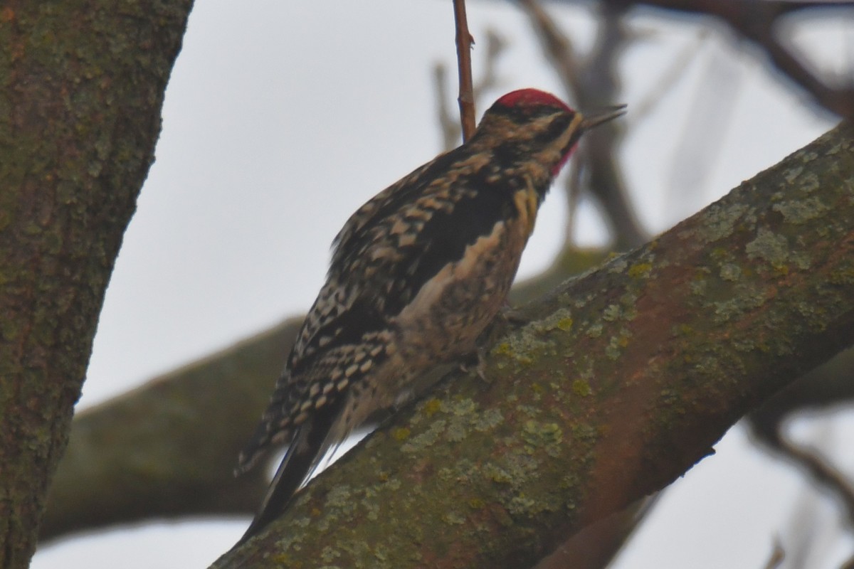 Дятел-смоктун жовточеревий - ML647511250
