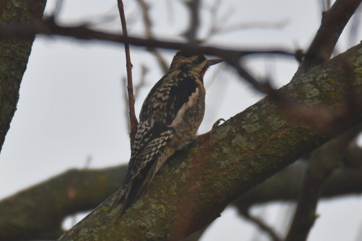 Дятел-смоктун жовточеревий - ML647511251